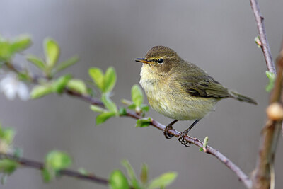 BUITEN BEELD Foto: 450412