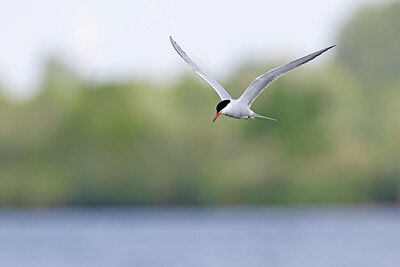 BUITEN BEELD Foto: 450415