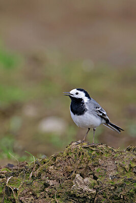 BUITEN BEELD Foto: 450417