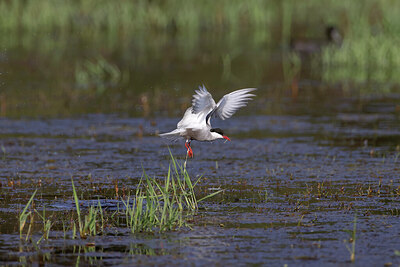 BUITEN BEELD Foto: 450418