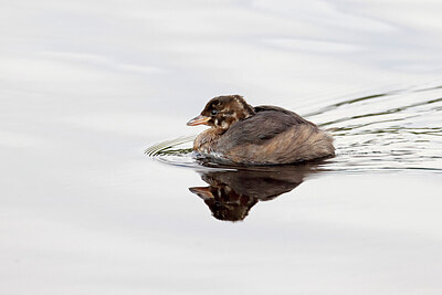 BUITEN BEELD Foto: 450420