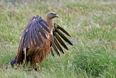 BUITEN BEELD Foto: 450422