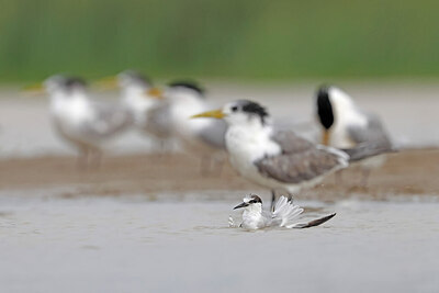 BUITEN BEELD Foto: 450423