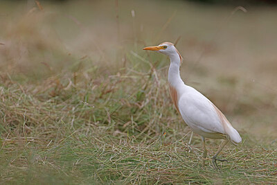 BUITEN BEELD Foto: 450425