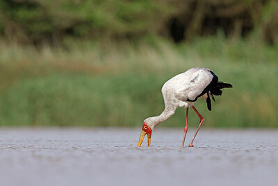 BUITEN BEELD Foto: 450426