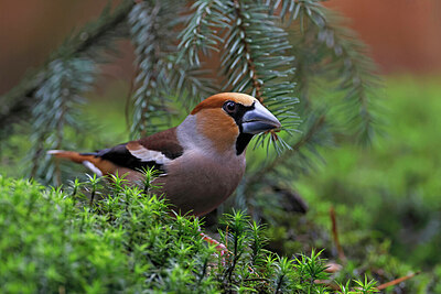 BUITEN BEELD Foto: 450427
