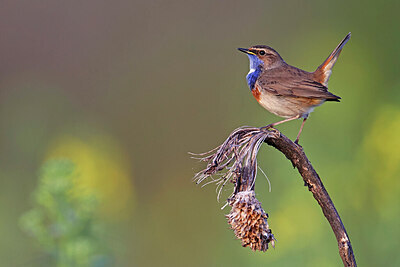 BUITEN BEELD Foto: 450429