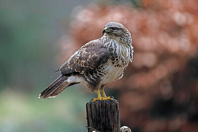 BUITEN BEELD Foto: 450433