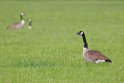 BUITEN BEELD Foto: 450434