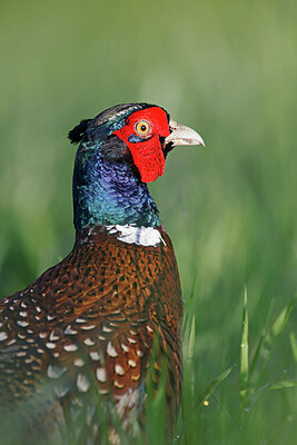 BUITEN BEELD Foto: 450436