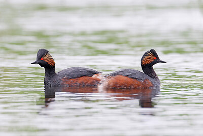 BUITEN BEELD Foto: 450441