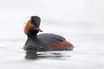 BUITEN BEELD Foto: 450442