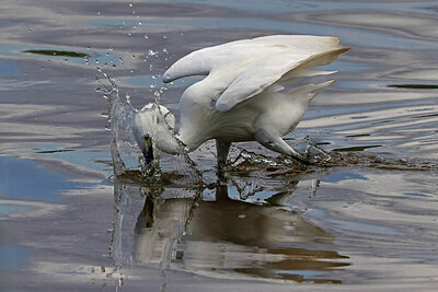BUITEN BEELD Foto: 450445