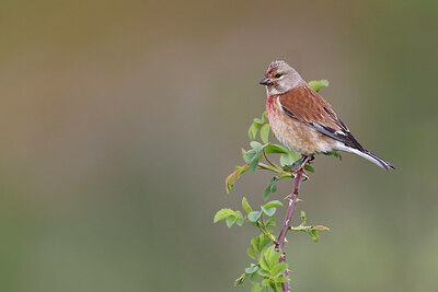 BUITEN BEELD Foto: 450447