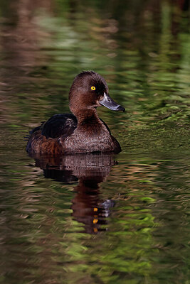 BUITEN BEELD Foto: 450448