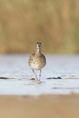 BUITEN BEELD Foto: 450451