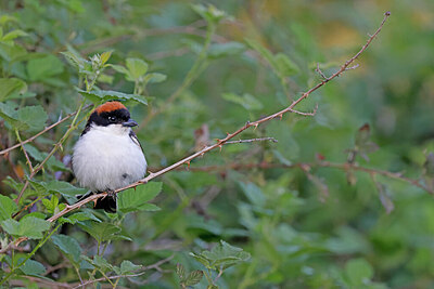 BUITEN BEELD Foto: 450452