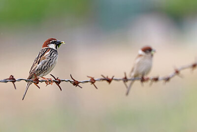 BUITEN BEELD Foto: 450453