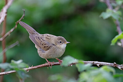 BUITEN BEELD Foto: 450454