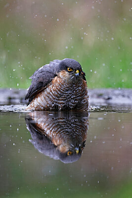 BUITEN BEELD Foto: 450456