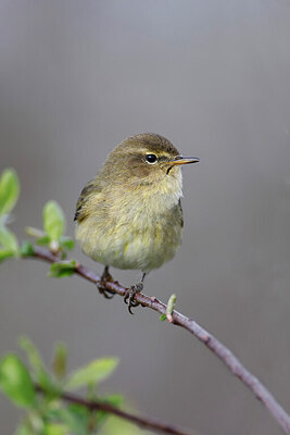 BUITEN BEELD Foto: 450458