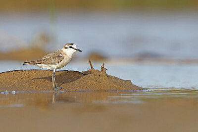 BUITEN BEELD Foto: 450460