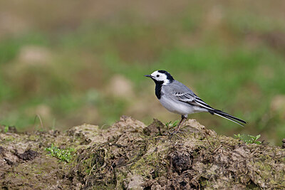 BUITEN BEELD Foto: 450462