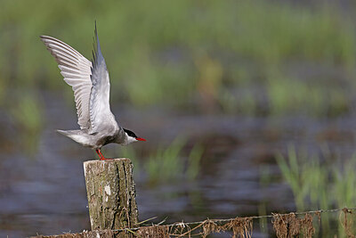 BUITEN BEELD Foto: 450463