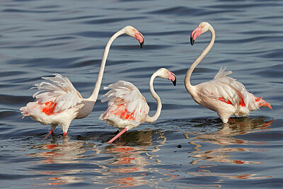 BUITEN BEELD Foto: 450464