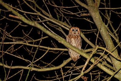 BUITEN BEELD Foto: 450470