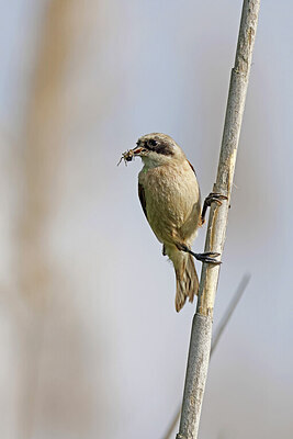 BUITEN BEELD Foto: 450472
