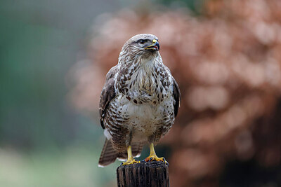 BUITEN BEELD Foto: 450473