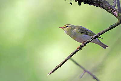 BUITEN BEELD Foto: 450475