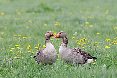 BUITEN BEELD Foto: 450479