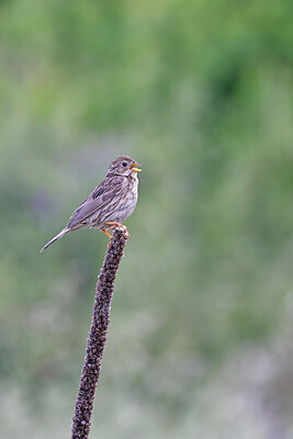BUITEN BEELD Foto: 450480