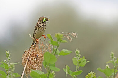 BUITEN BEELD Foto: 450481