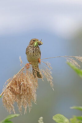 BUITEN BEELD Foto: 450482
