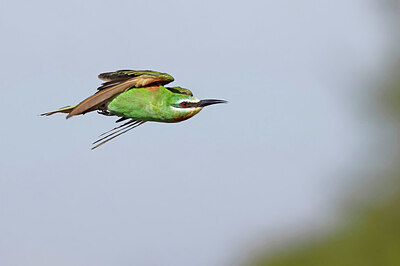 BUITEN BEELD Foto: 450484