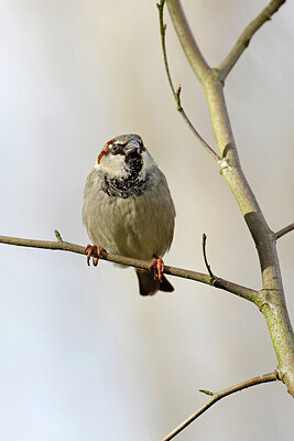 BUITEN BEELD Foto: 450488