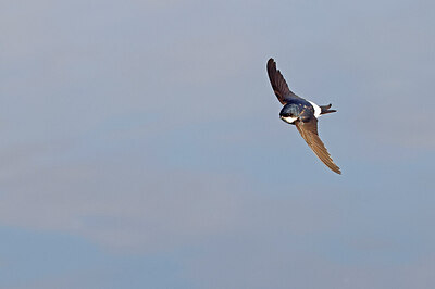 BUITEN BEELD Foto: 450489