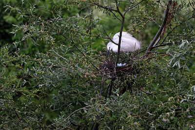 BUITEN BEELD Foto: 450493