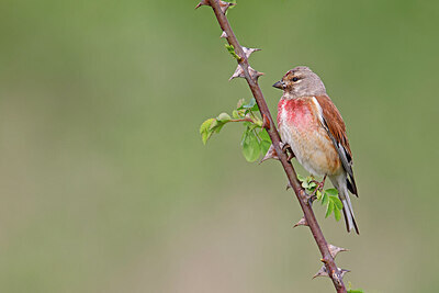 BUITEN BEELD Foto: 450494