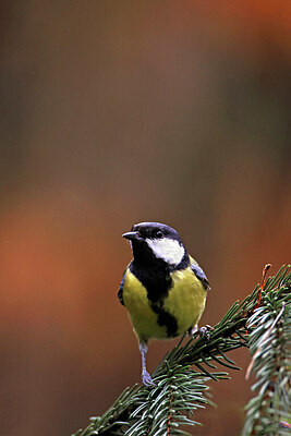 BUITEN BEELD Foto: 450495