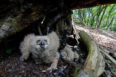 BUITEN BEELD Foto: 450497