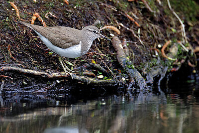 BUITEN BEELD Foto: 450499