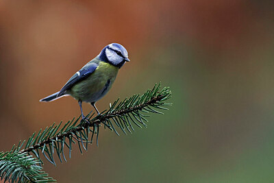 BUITEN BEELD Foto: 450500