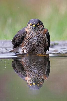 BUITEN BEELD Foto: 450501
