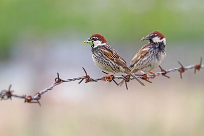 BUITEN BEELD Foto: 450506