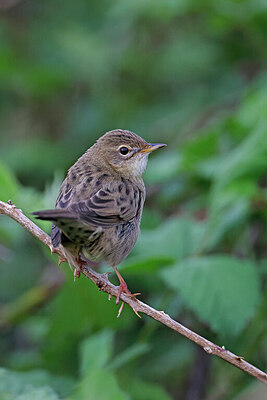 BUITEN BEELD Foto: 450507