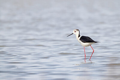 BUITEN BEELD Foto: 450508